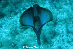 Sea Hare swimming on the P31 Wreck of Comino, one of the ... by Dawn Thomas 